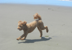Sammie