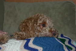 Sammie