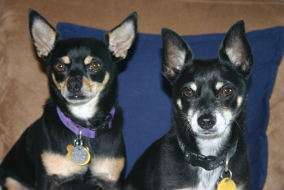 Bruno and Taco