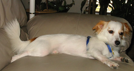 Sir Elliot