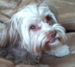 Tilly