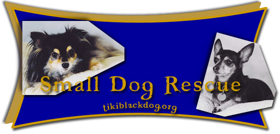Small Dog Rescue