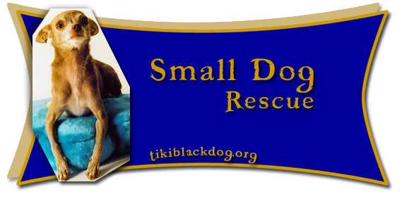 Small Dog Rescue