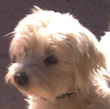 Angie