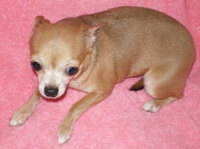 Hotsie