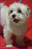 Baxter - now Charlie