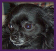Phoebe