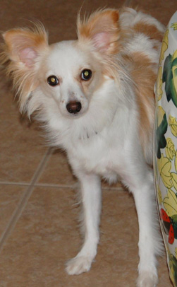 Luci