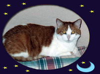 Amber the Cat