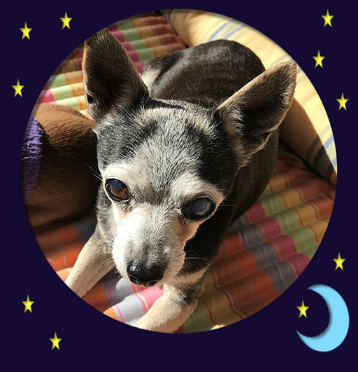 Zak