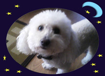 Daisy