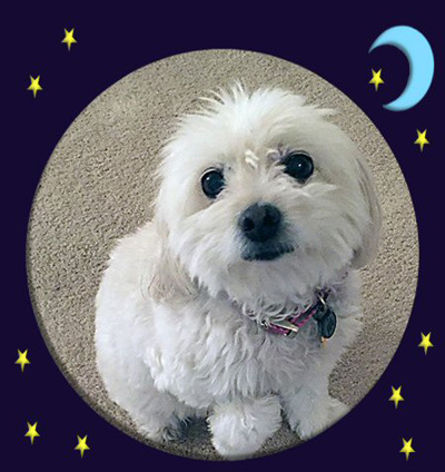 Tia