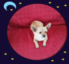 Trixie