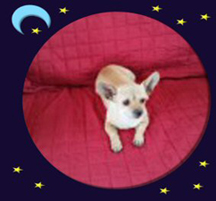 Trixie